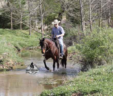 HorseID: 2312856 Smartie www.AdamsHorseAndMuleCo.com - PhotoID: 1098123