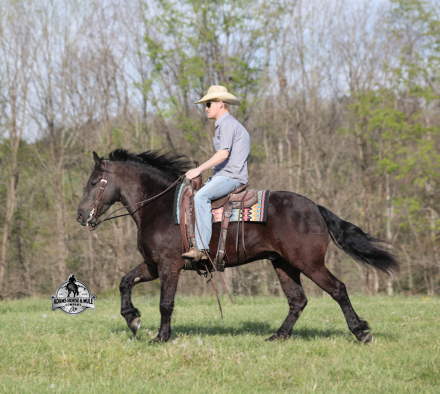 HorseID: 2312857 Deets www.AdamsHorseAndMuleCo.com - PhotoID: 1098125