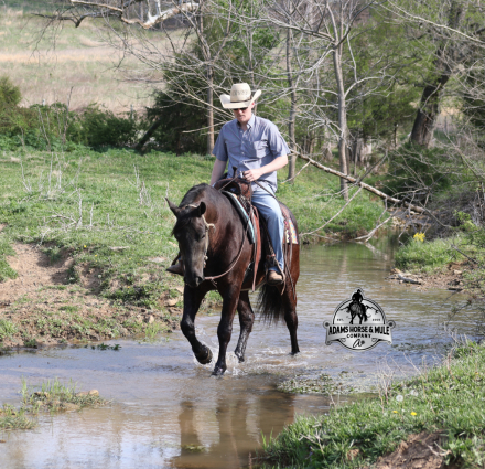 HorseID: 2312857 Deets www.AdamsHorseAndMuleCo.com - PhotoID: 1098126