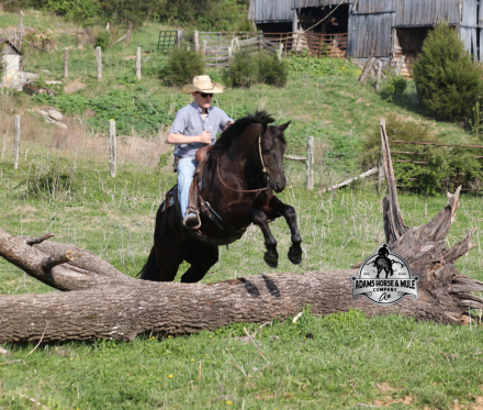 HorseID: 2312857 Deets www.AdamsHorseAndMuleCo.com - PhotoID: 1098127