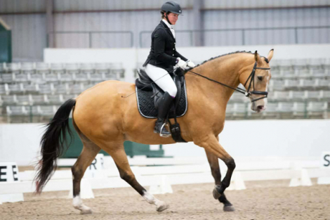HorseID: 2312862 Waterfords Luxor - PhotoID: 1098141