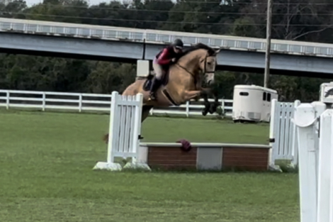 HorseID: 2312862 Waterfords Luxor - PhotoID: 1098143