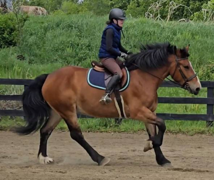 HorseID: 2312868 Sweet Melody - PhotoID: 1098130