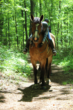 HorseID: 2312868 Sweet Melody - PhotoID: 1098131