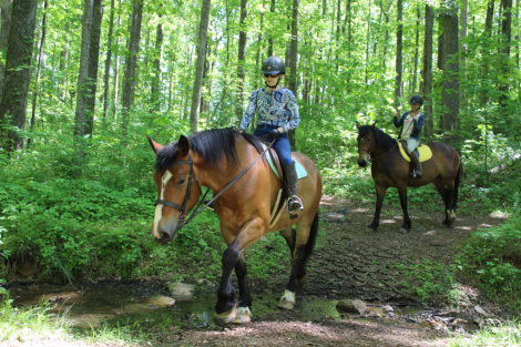 HorseID: 2312868 Sweet Melody - PhotoID: 1098132