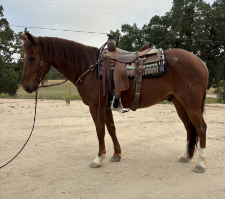 HorseID: 2312869 Flyin Highbrow - PhotoID: 1098133