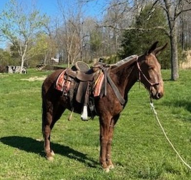 HorseID: 2312870 Roxy - PhotoID: 1098135