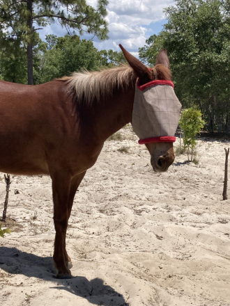 HorseID: 2312870 Roxy - PhotoID: 1098136