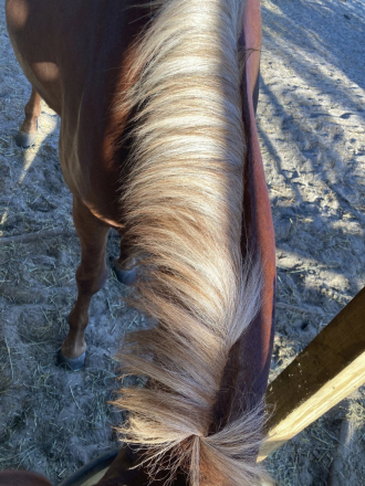 HorseID: 2312870 Roxy - PhotoID: 1098137