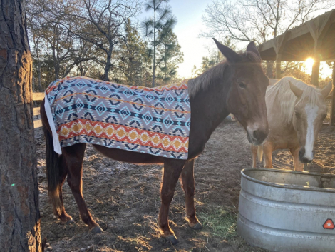 HorseID: 2312870 Roxy - PhotoID: 1098138