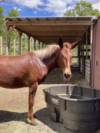 HorseID: 2312870 Roxy - PhotoID: 1098139