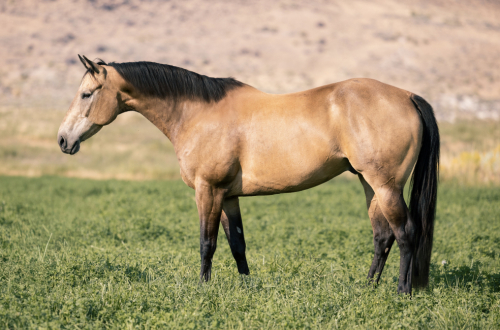 HorseID: 2312874 SHAZOOMIN FRENCHMAN - PhotoID: 1098150