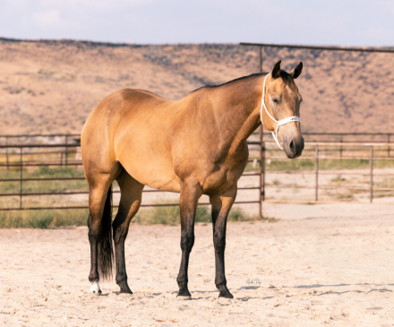 HorseID: 2312874 SHAZOOMIN FRENCHMAN - PhotoID: 1098151