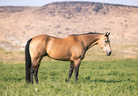 HorseID: 2312874 SHAZOOMIN FRENCHMAN - PhotoID: 1098152