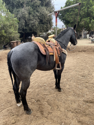 HorseID: 2312879 Blue - PhotoID: 1098156