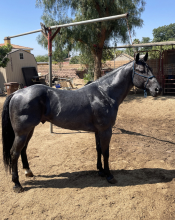 HorseID: 2312879 Blue - PhotoID: 1098157
