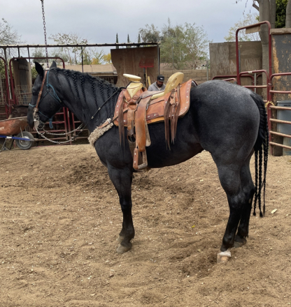 HorseID: 2312879 Blue - PhotoID: 1098158