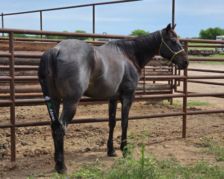HorseID: 2312880 Big Money Blue - PhotoID: 1098159