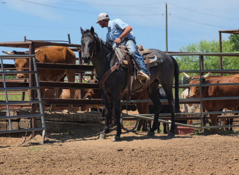 HorseID: 2312880 Big Money Blue - PhotoID: 1098212