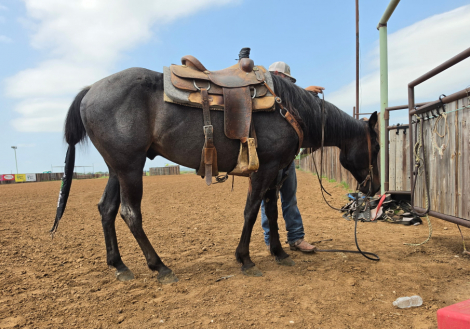 HorseID: 2312880 Big Money Blue - PhotoID: 1098213