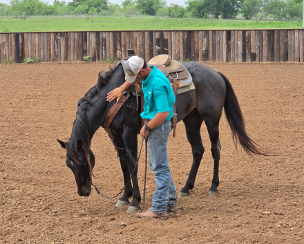 HorseID: 2312880 Big Money Blue - PhotoID: 1098214