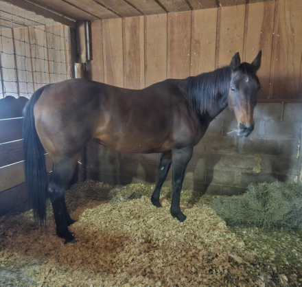 HorseID: 2312881 BayNSmart AQHA 5275939 - PhotoID: 1098193