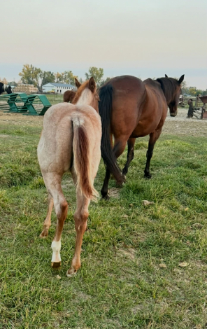 HorseID: 2312881 BayNSmart AQHA 5275939 - PhotoID: 1098194