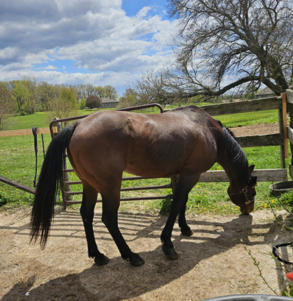 HorseID: 2312881 BayNSmart AQHA 5275939 - PhotoID: 1098215