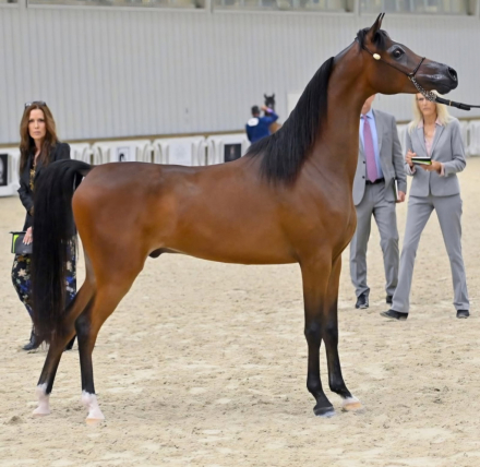 HorseID: 2312882 Eros - PhotoID: 1098162