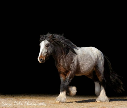 HorseID: 2312899 Northern Lights Royal Legacy - PhotoID: 1098170