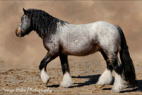 HorseID: 2312899 Northern Lights Royal Legacy - PhotoID: 1098171