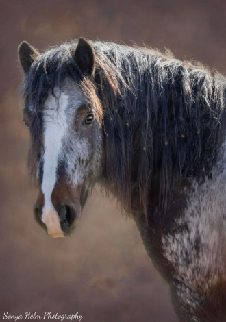 HorseID: 2312899 Northern Lights Royal Legacy - PhotoID: 1098172