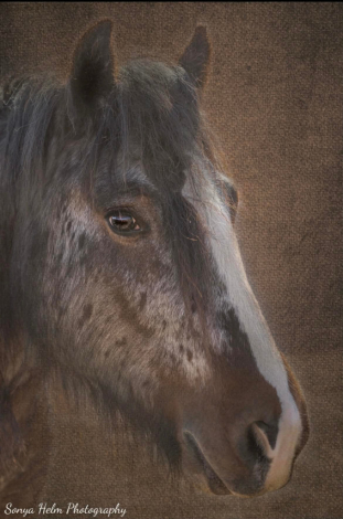 HorseID: 2312899 Northern Lights Royal Legacy - PhotoID: 1098173