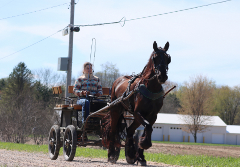 HorseID: 2312902 Deltas Pride - PhotoID: 1098177