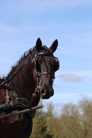HorseID: 2312902 Deltas Pride - PhotoID: 1098178