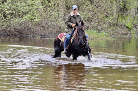 HorseID: 2312902 Deltas Pride - PhotoID: 1098179