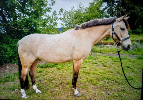 HorseID: 2312906 Belita - PhotoID: 1098203
