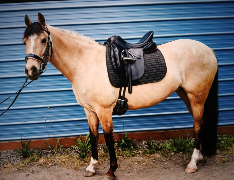 HorseID: 2312906 Belita - PhotoID: 1098204