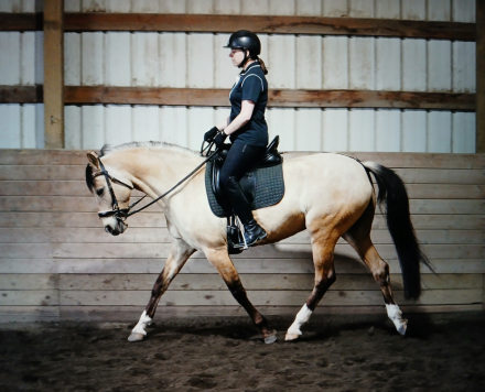 HorseID: 2312906 Belita - PhotoID: 1098205