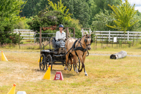HorseID: 2312906 Belita - PhotoID: 1098206
