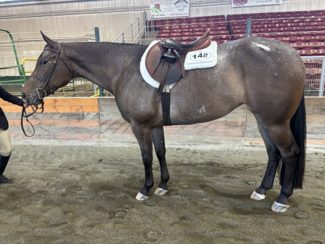 HorseID: 2312907 Bet On Jersey - PhotoID: 1098189