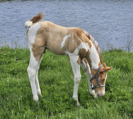 HorseID: 2312908 Hesachampagnecasanova - PhotoID: 1098188