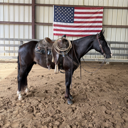 HorseID: 2312910 Lincoln - PhotoID: 1098191