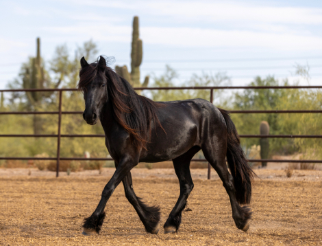 HorseID: 2312911 DreamHayven Agatha - PhotoID: 1098195