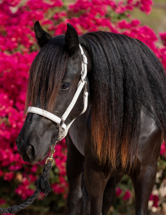 HorseID: 2312911 DreamHayven Agatha - PhotoID: 1098196