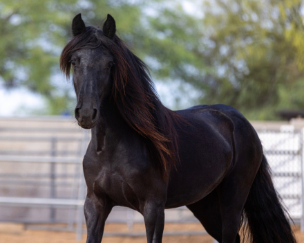 HorseID: 2312911 DreamHayven Agatha - PhotoID: 1098197