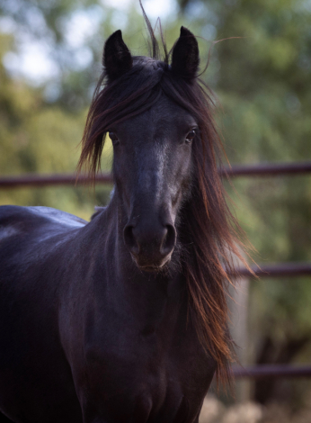 HorseID: 2312911 DreamHayven Agatha - PhotoID: 1098198