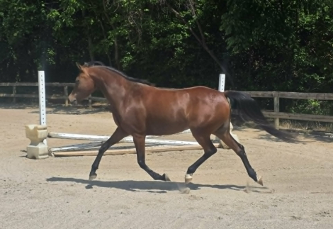 HorseID: 2312912 Too many ponies! - PhotoID: 1098199