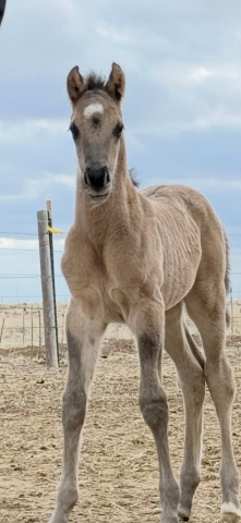 HorseID: 2312916 Queen of Silverado - PhotoID: 1098200