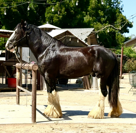 HorseID: 2312922 Brand Valley’s Sir Axle - PhotoID: 1098208